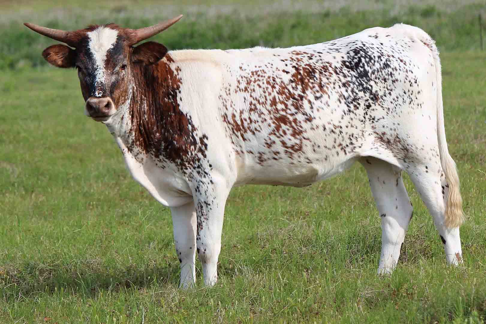 fae wide calf